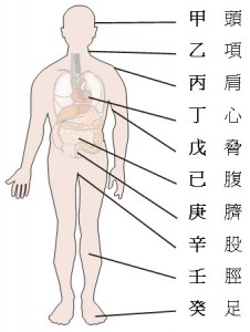 十天干對應人體圖