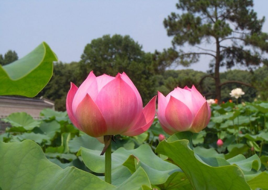 蓮花